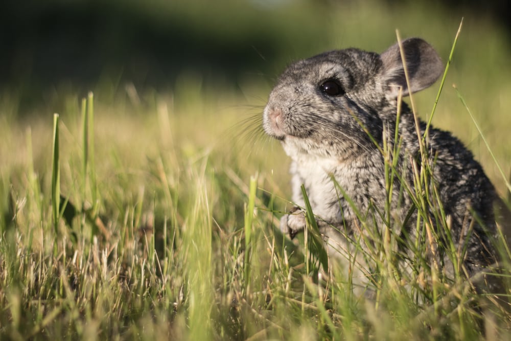 Cute Chinchilla in the middle of grass