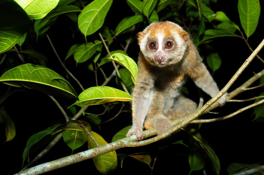 Cute Pygmy Slow Loris in the middle of the tree