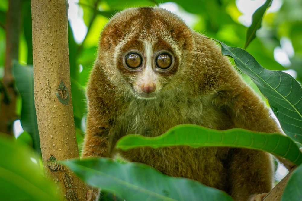 Cute Pygmy Slow Loris in the middle of the leaves