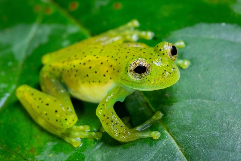 Cute Emerald Glass Frog ready to leap from a leaf
