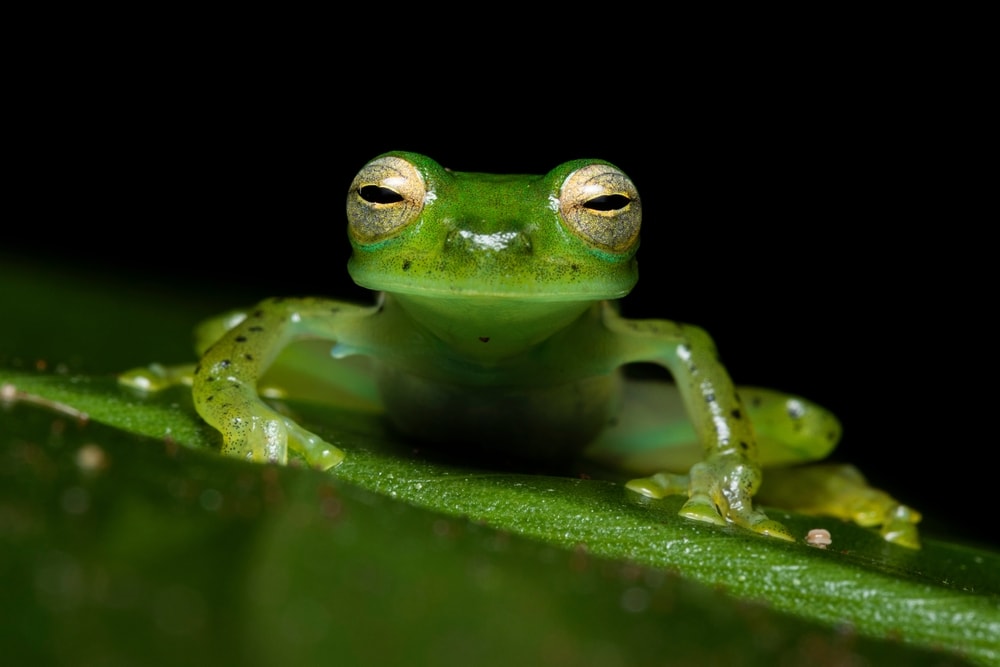 Cute Emerald Glass Frog standing on a leaf in black background