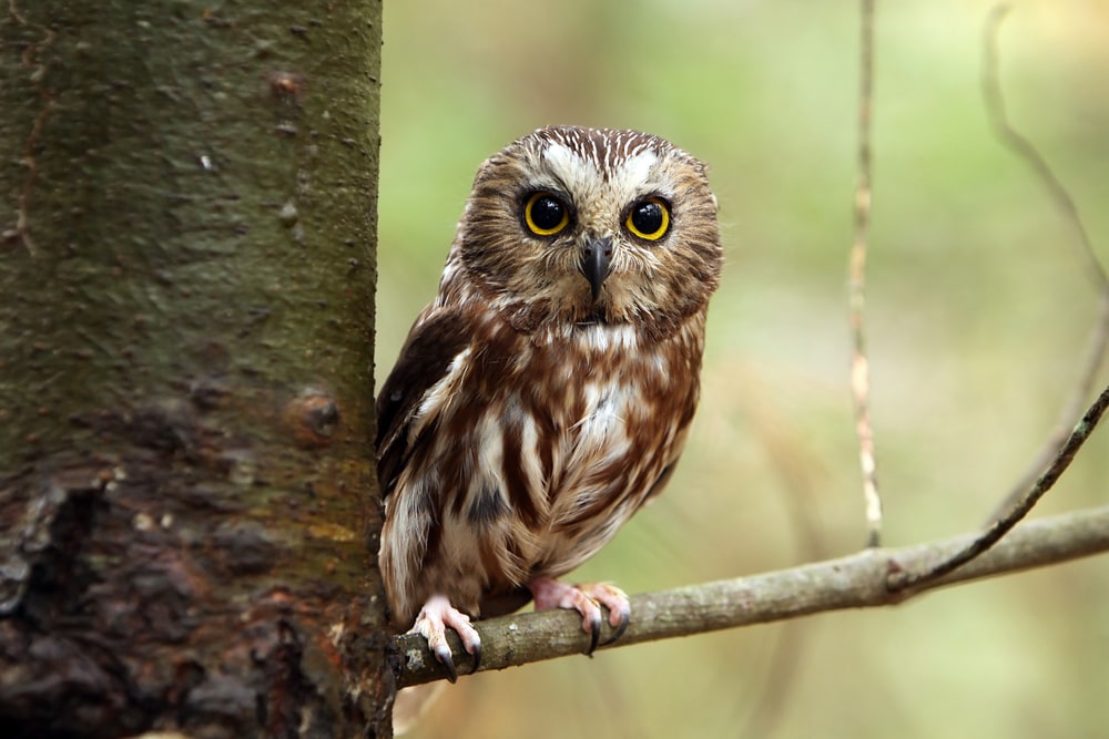 Cute Northern Saw-Whet Owl standing on a branch of tree