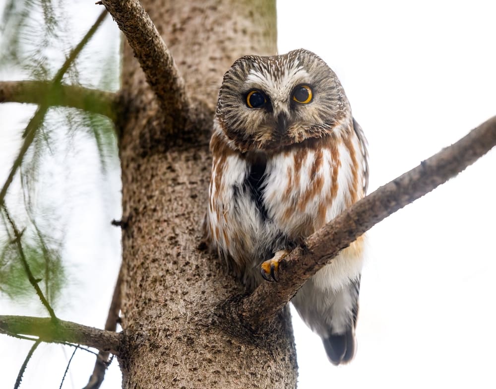 Cute Northern Saw-Whet Owl looking at the camera
