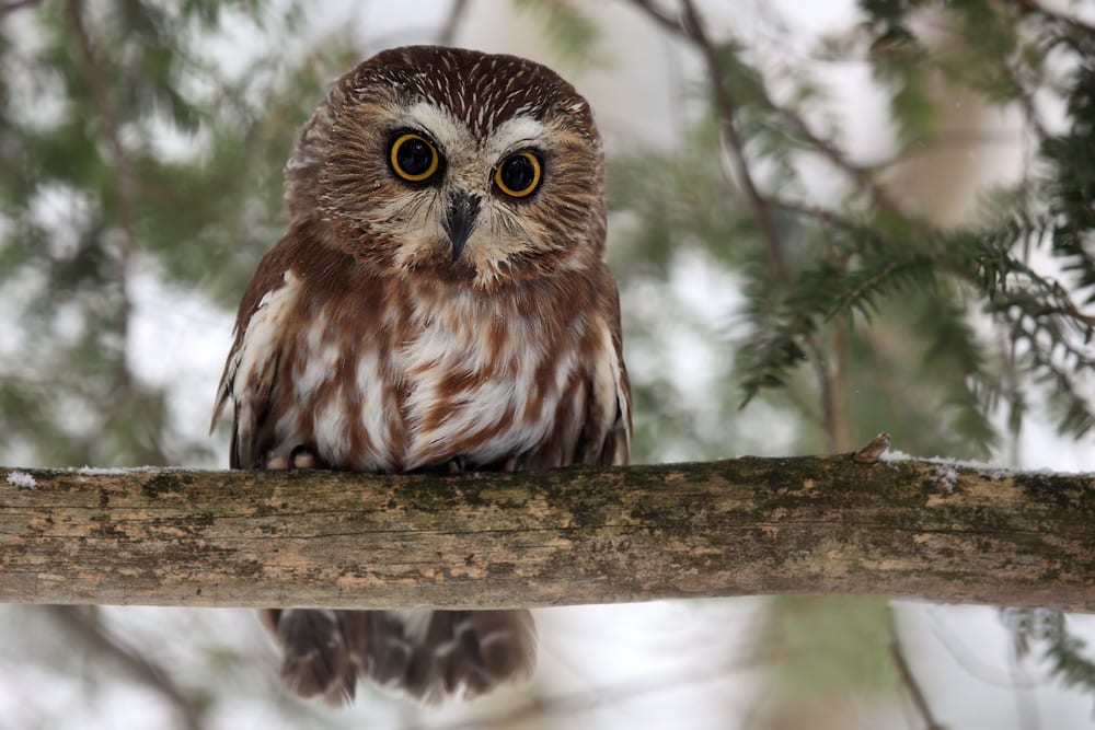 Cute Northern Saw-Whet Owl standing on a thick bark of tree