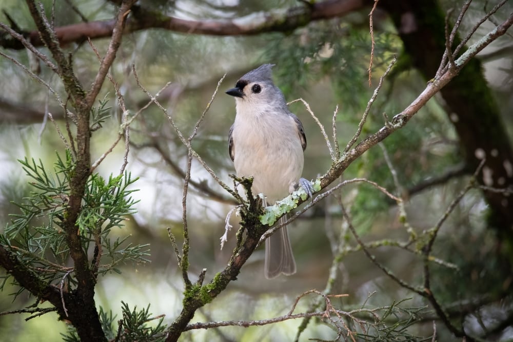 Cute Tufted Titmouse in the middle of a tree with moss