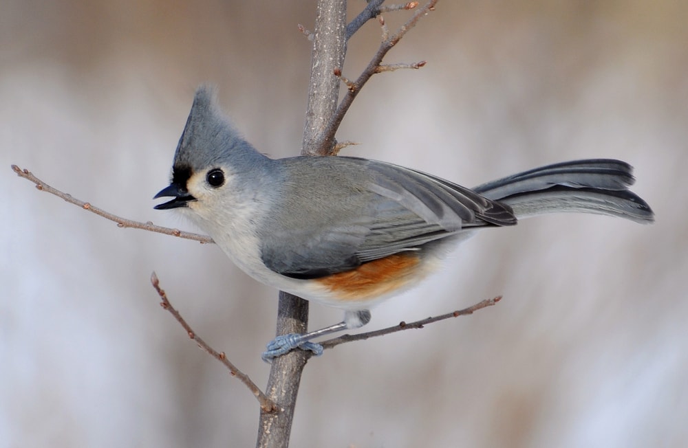Cute Tufted Titmouse standing on a branch of tree without trees