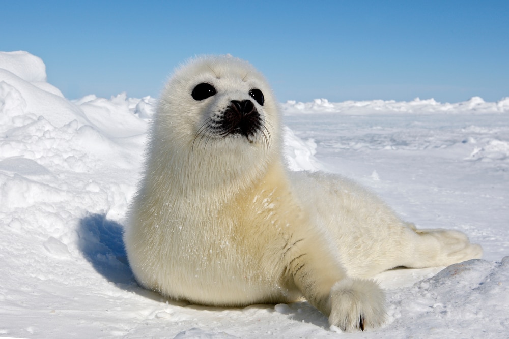 Cute Harp Seal crawling on ice
