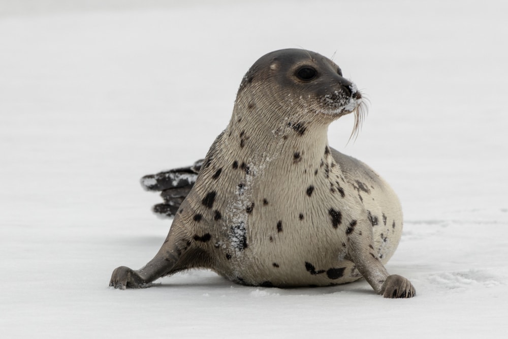 Cute Harp Seal crawling on ice leaving its marks
