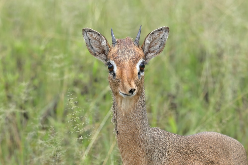 Cute dik dik caught the camera while in the middle of the grass