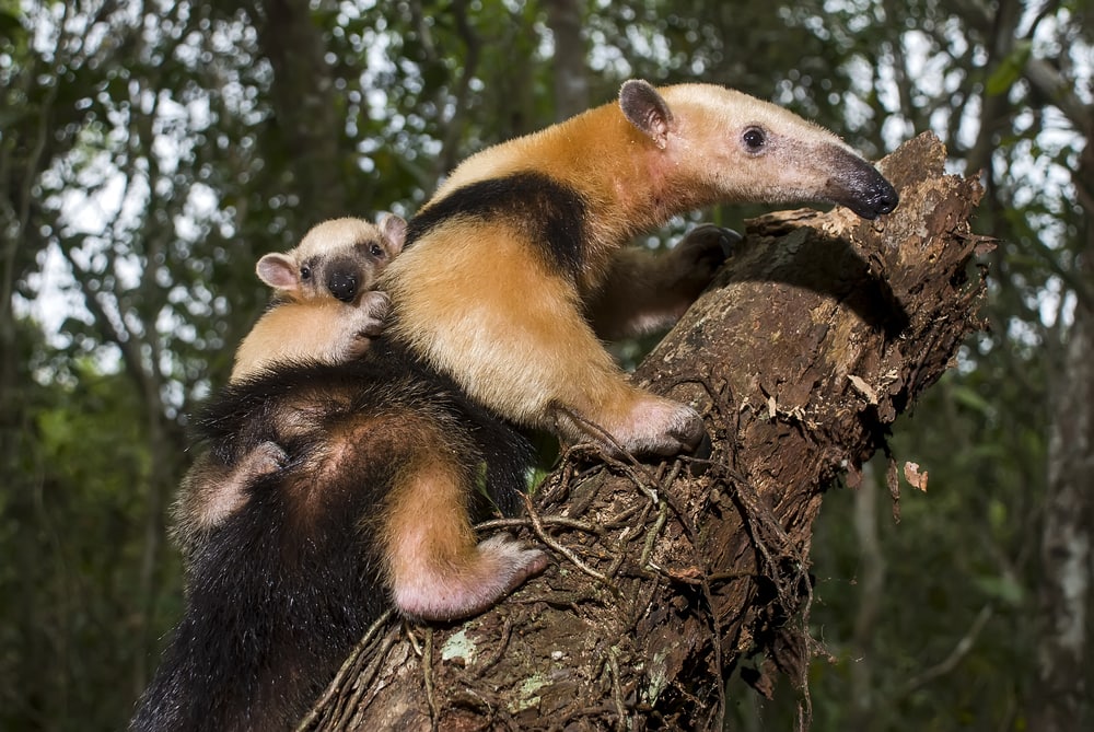 Cute tamandua with its baby on its back