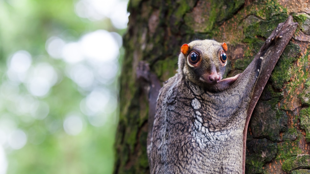 Cute Sunda Colugo sticking on a tree