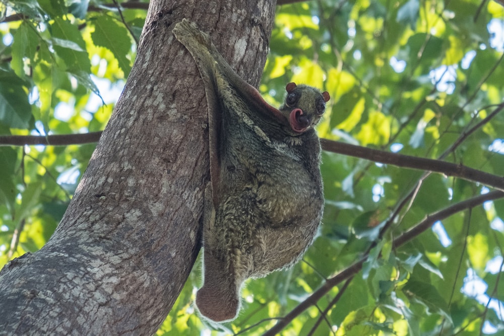 Cute Sunda Colugo holding on a tree