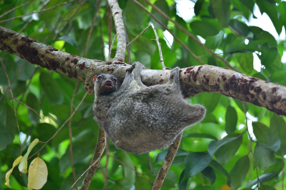 Cute Sunda Colugo holding on a branch of tree