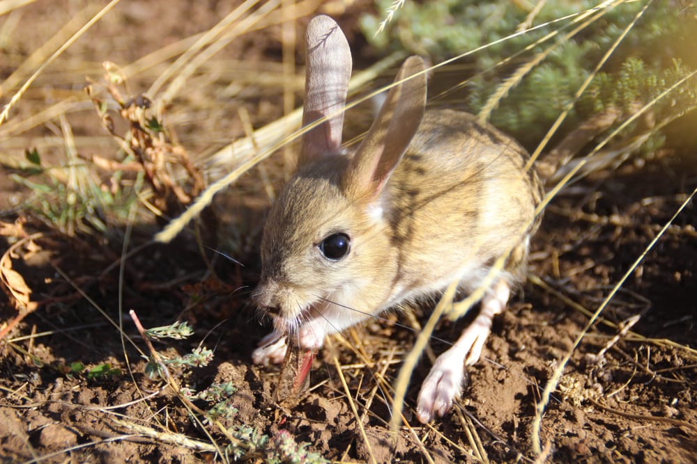 Cute Long-Eared Jerboa eating some dry grass