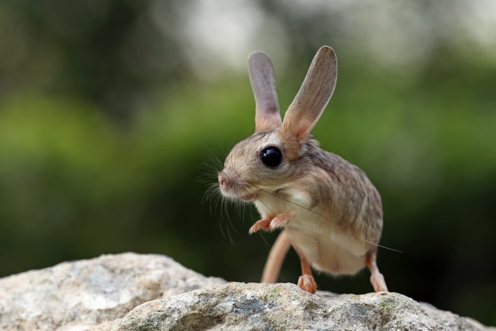 Cute Long-Eared Jerboa standing on a stone
