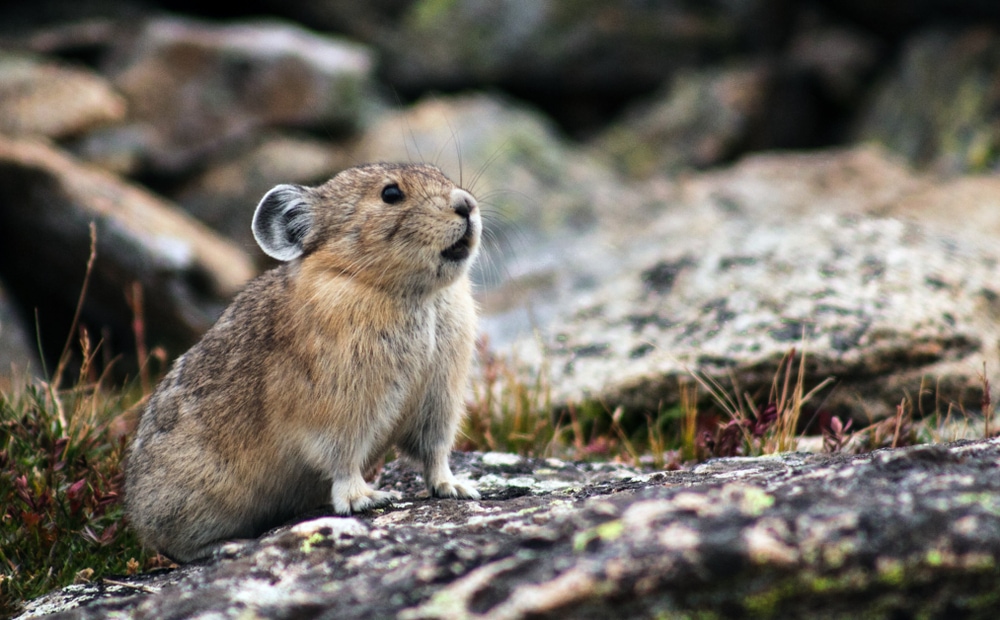 Cute Pika stretching out on a stone