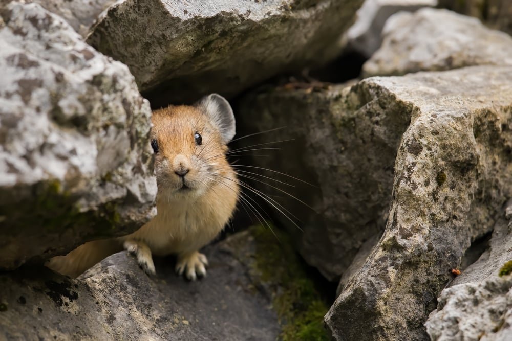 Cute Pika getting out of the cave stone