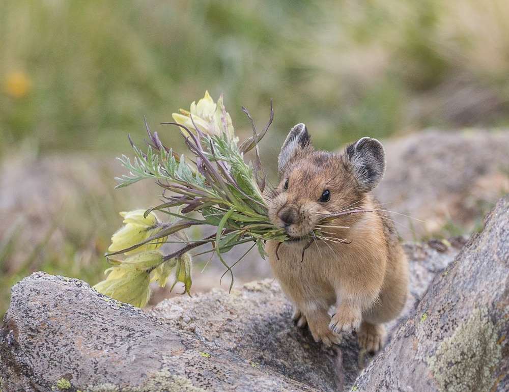 Cute Pika bringing flowers using its mouth
