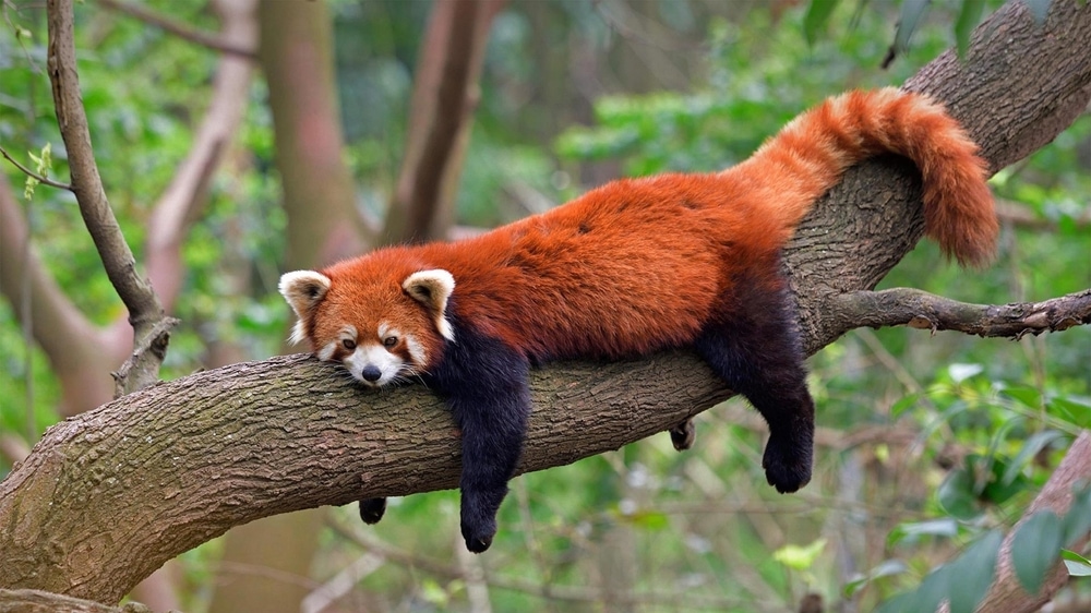 Cute Red Panda chilling on the tree