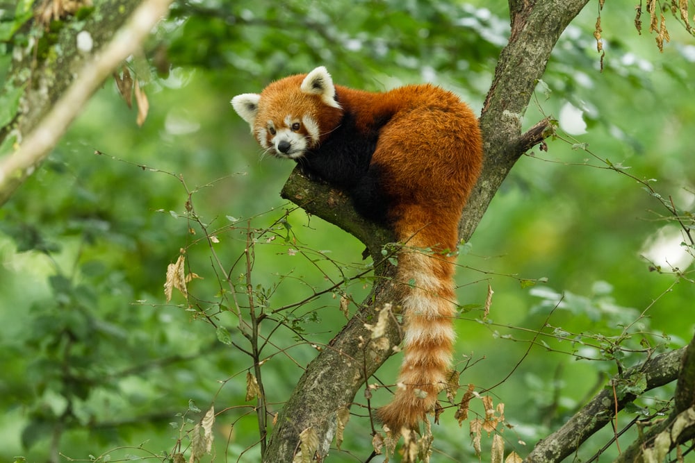 Cute Red Panda sitting on the branch of tree