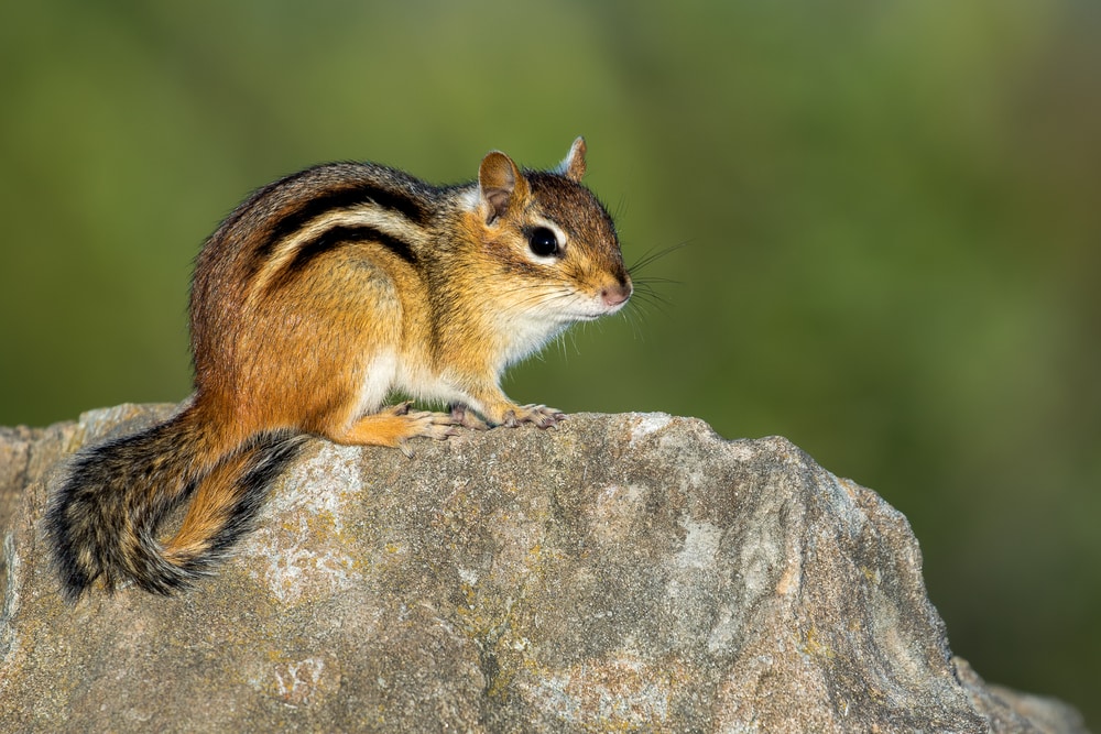 Cute Chipmunk standing on a stone