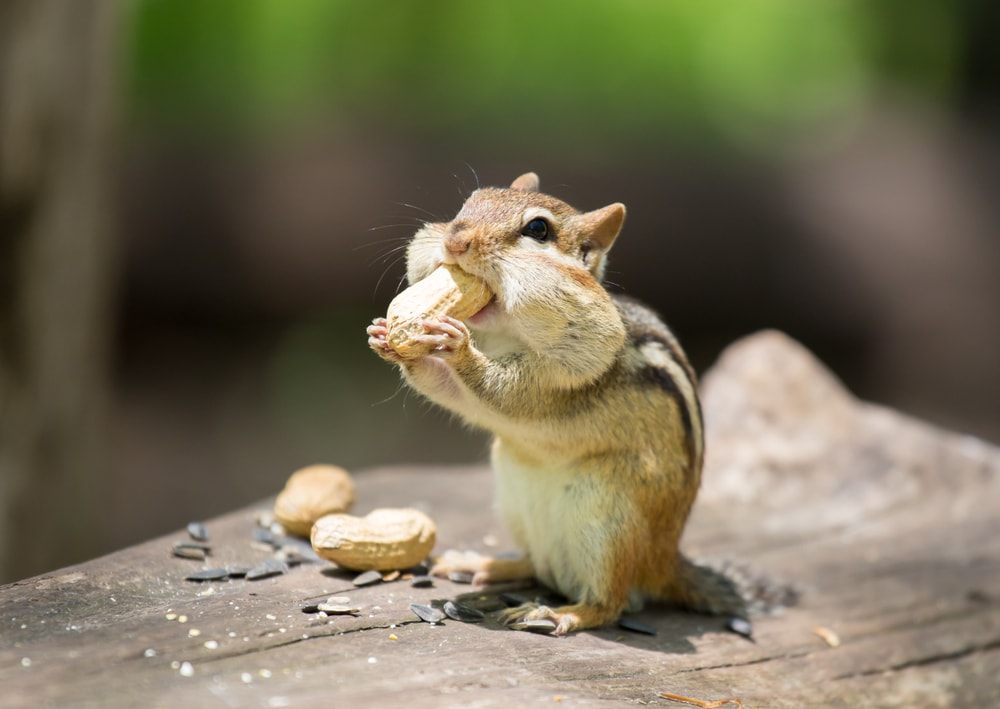 Cute Chipmunk eating a whole peanut in its mouth