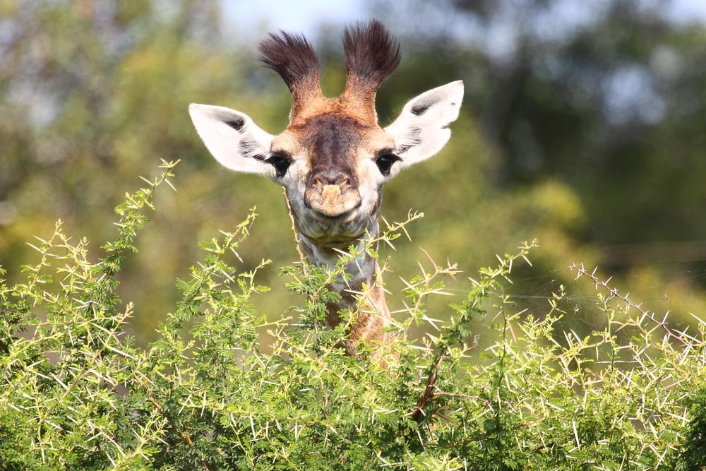 Cute Baby Giraffe peeking from the grass