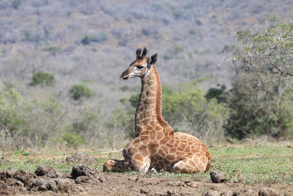 Cute Baby Giraffe sitting on a soil