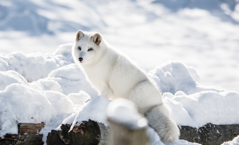 Cute Arctic Fox sitting on a snow
