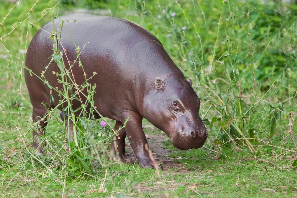 Cute Pygmy Hippo walking in the grass
