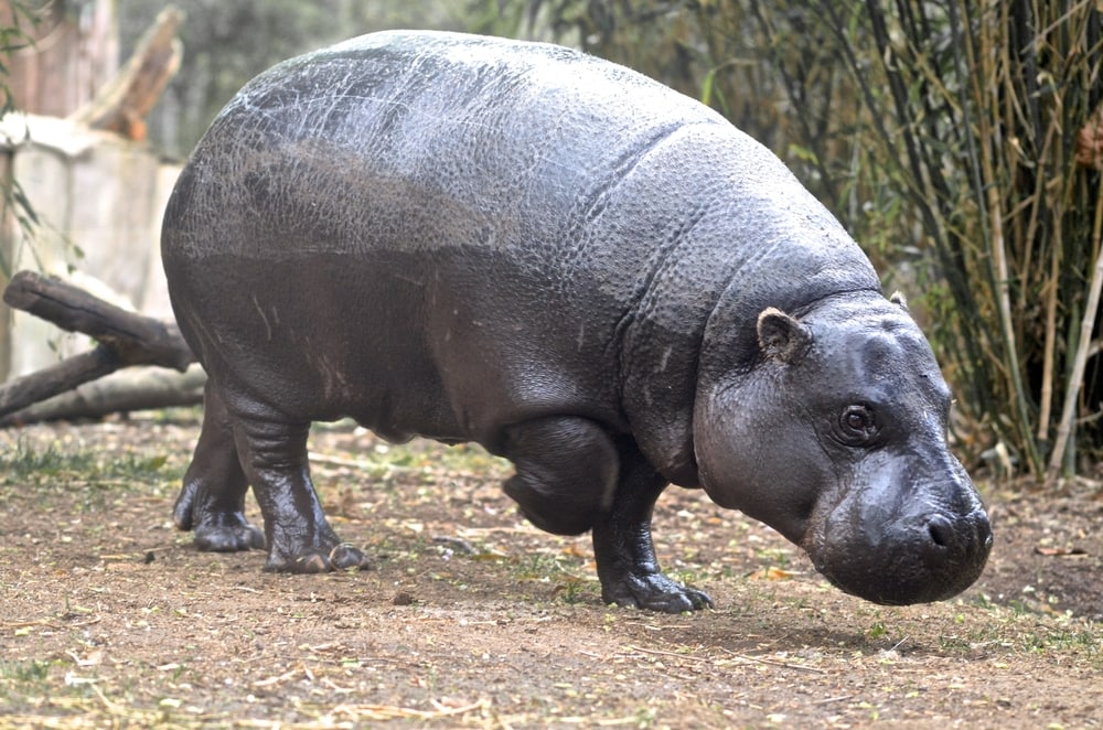Cute Pygmy Hippo walking in the zoo