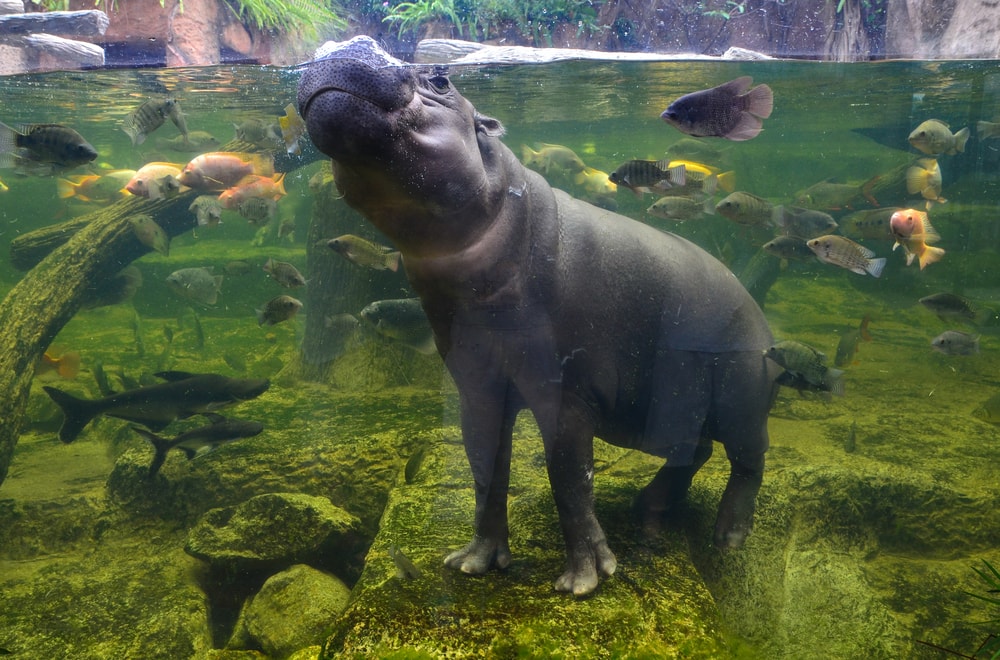 Cute Pygmy Hippo inside of a huge aquarium