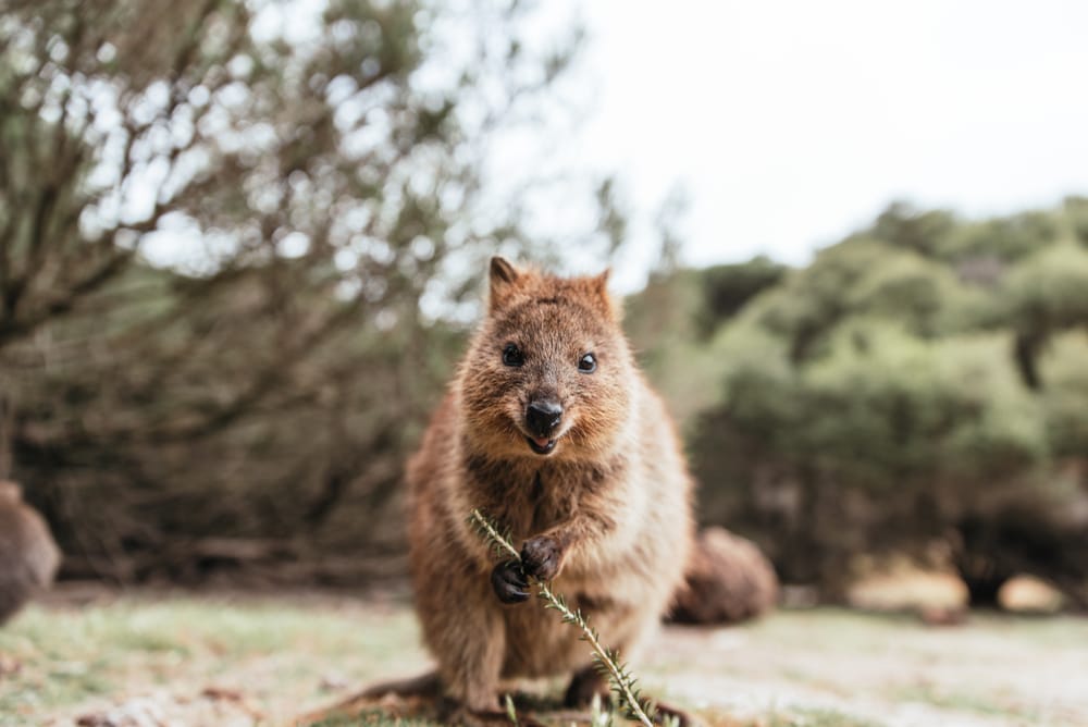 Cute quokka smiling at the camera