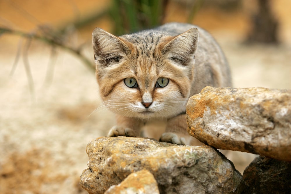 Cute Sand Cat walking to the camera