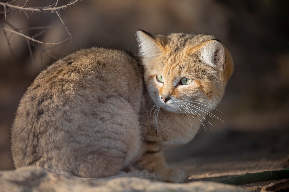 Cute Sand Cat looking at its back
