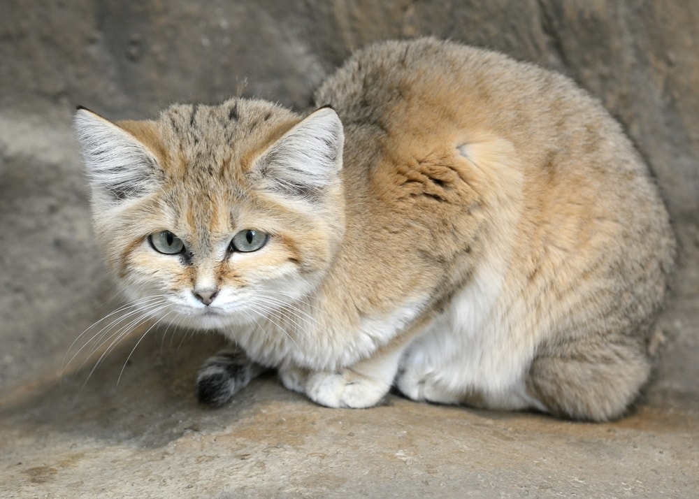 Cute Sand Cat standing on a stone