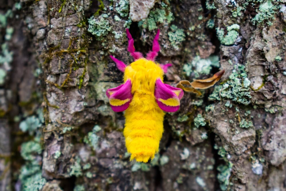 Cute Rosy Maple Moth attached on a tree