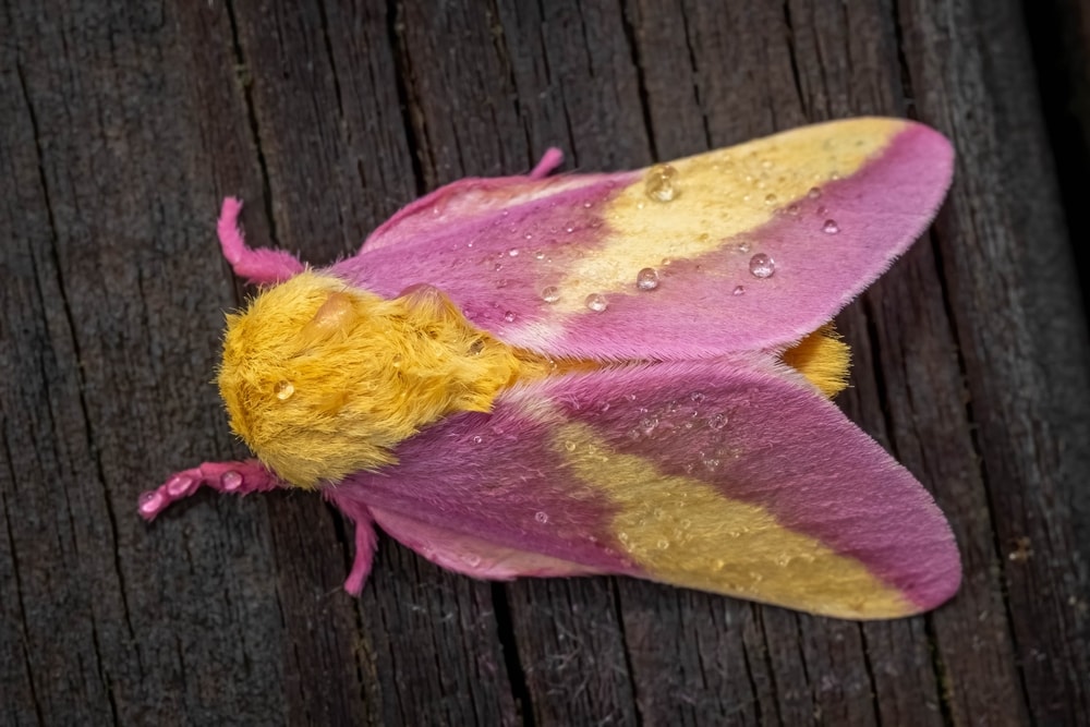 Cute Rosy Maple Moth laying on a wooden table