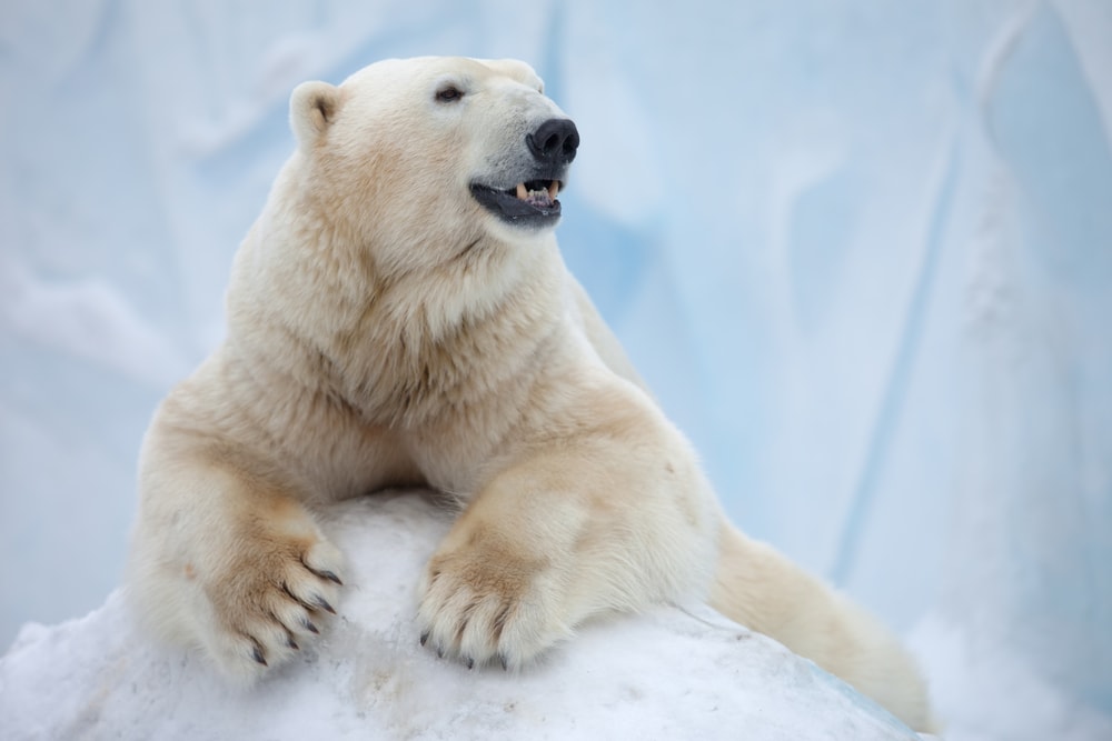 Cute polar bear hugging a stone of ice