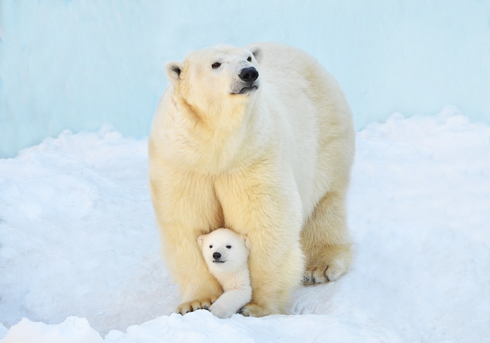 Cute polar bear hugging its cub