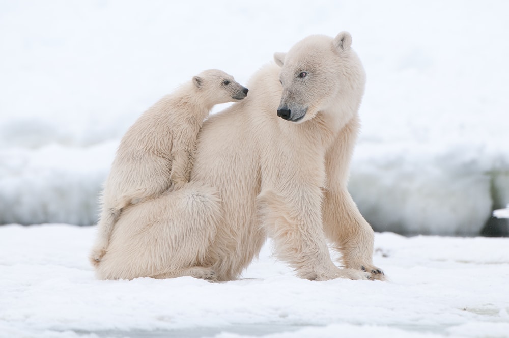 Cute polar bear with its cub on its back