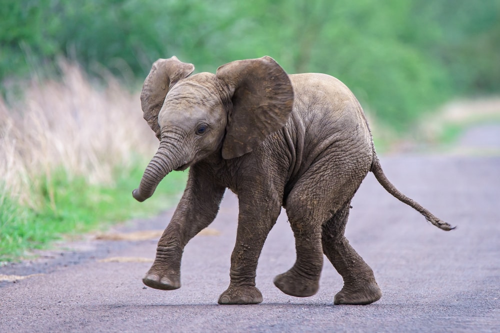 Cute Baby Elephant in the middle of the streets