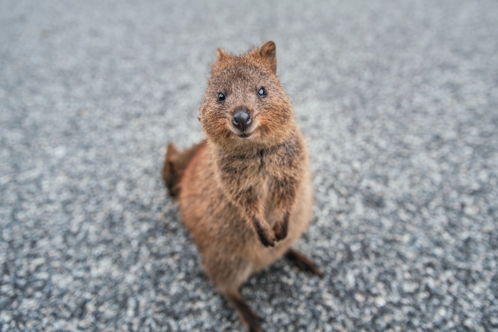 Cute quokka looking up at the people in the streets