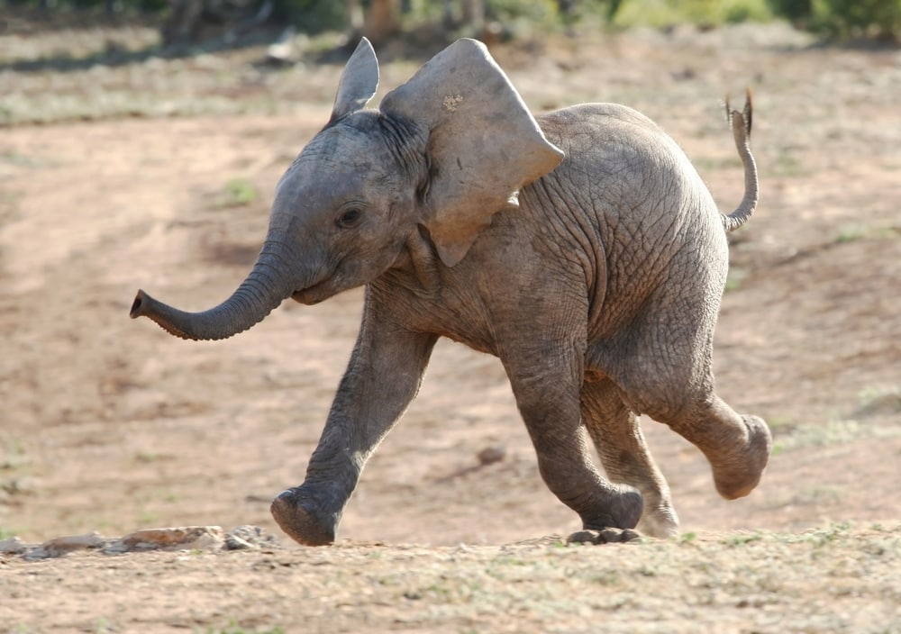 Cute Baby Elephant running on the field