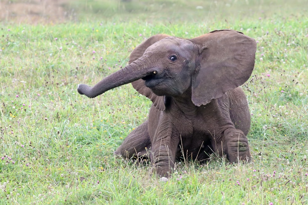 Cute Baby Elephant laying on a green grass