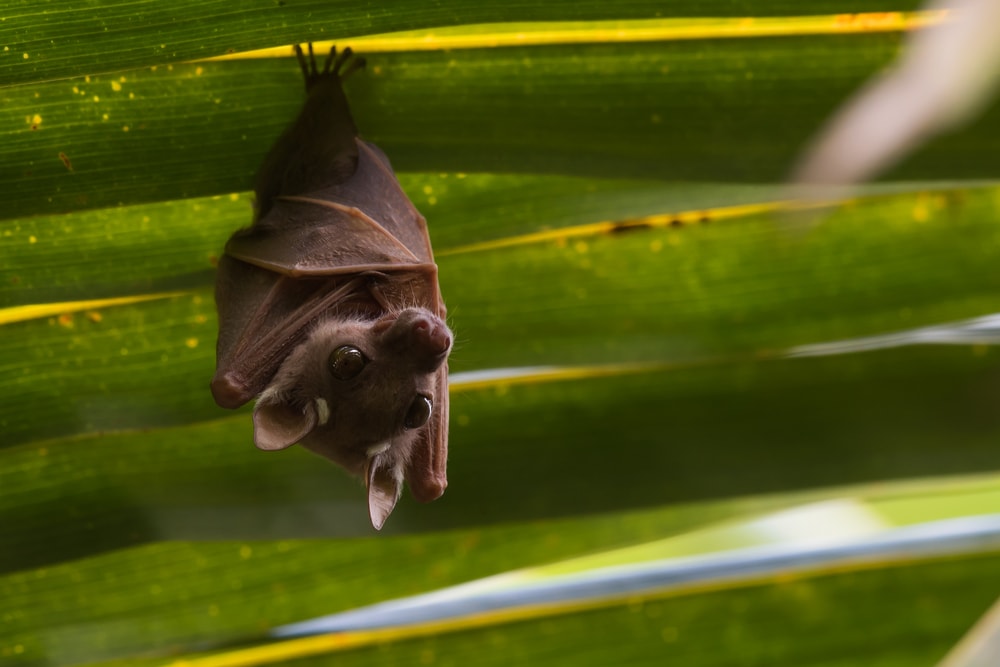 Cute Peter’s Dwarf Epauletted Fruit Bat hanging upside down