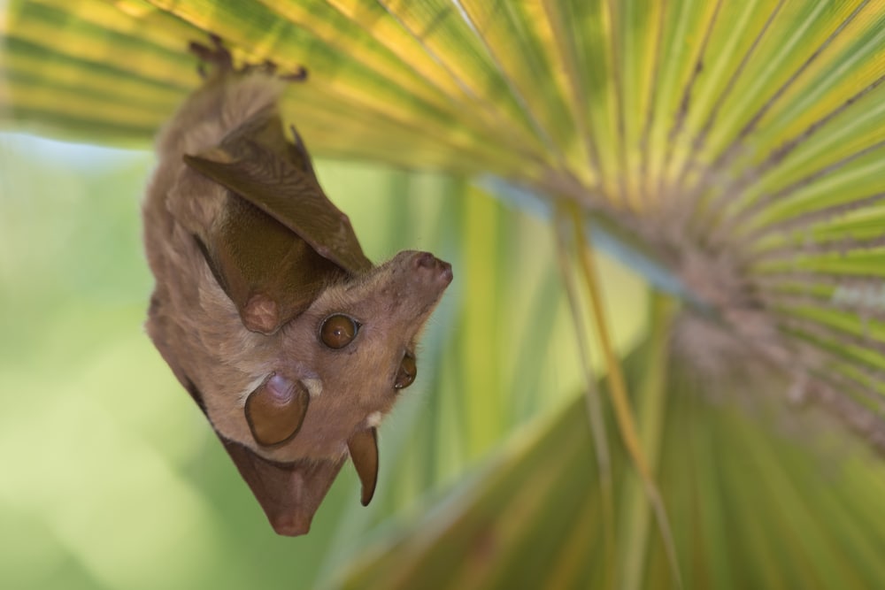 Cute Peter’s Dwarf Epauletted Fruit Bat hanging upside down on a coconut leaf