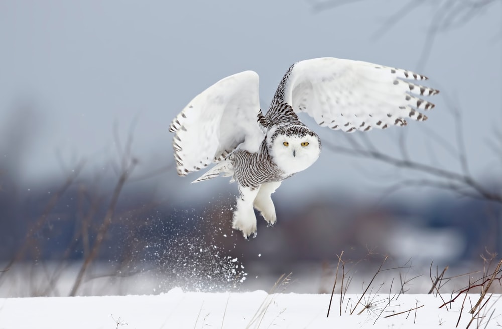 Cute Snowy Owl landing on snow