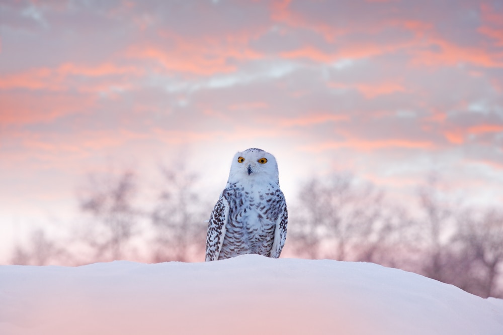 Cute Snowy Owl standing on snow during sunset