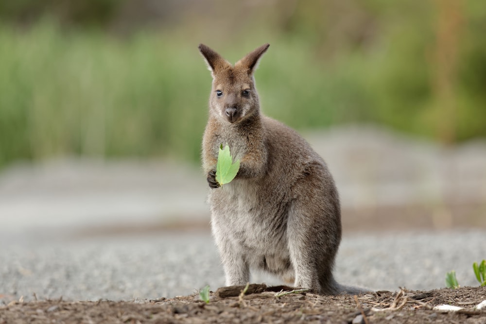 Cute Wallaby holding a leaf